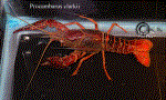 Red Lobster 5"-6" (Procambarus Clarkii)